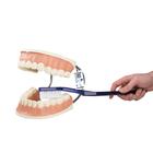 Riesen Zahn Modell zur Zahnpflege, 3-fache Größe - 3B Smart Anatomy, 1000246 [D16], Zahnmodelle