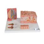 Langue - MICROanatomie 3B - 3B Smart Anatomy, 1000247 [D17], Modèles de systèmes digestifs