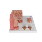 3B MICROanatomy Human Tongue Model, 1000247 [D17], Microanatomy Models  (Small)