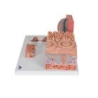 3B MICROanatomy Human Tongue Model, 1000247 [D17], Microanatomy Models  (Small)
