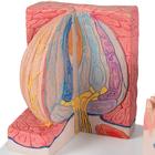 Lengua &ndash; 3B MICROanatomie, 1000247 [D17], 3B MICROanatomy&trade; (Small)