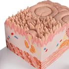 Lengua &ndash; 3B MICROanatomie, 1000247 [D17], 3B MICROanatomy&trade; (Small)