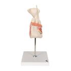 Half Lower Human Jaw Model, 3 times Full-Size, 6 part, 1000249 [D25], Dental Models (Small)