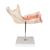 Half Lower Human Jaw Model, 3 times Full-Size, 6 part - 3B Smart Anatomy, 1000249 [D25], Dental Models (Small)