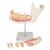 Mitad de la mandíbula inferior, 3 veces su tamaño natural, 6 piezas - 3B Smart Anatomy, 1000249 [D25], Modelos dentales (Small)