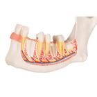 Half Lower Human Jaw Model, 3 times Full-Size, 6 part, 1000249 [D25], Dental Models (Small)