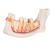 Модель половины нижней челюсти, 3-кратное увеличение, 6 частей - 3B Smart Anatomy, 1000249 [D25], Модели зубов (Small)