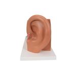 Human Ear Model, 3 times Life-Size, 4 part, 1000250 [E10], Ear Models (Small)