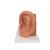 Fül, az eredeti méret 3-szorosa, 4 részes - 3B Smart Anatomy, 1000250 [E10], Fül-orr-gégészeti modellek (Small)