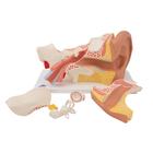 Human Ear Model, 3 times Life-Size, 6 part, 1000251 [E11], Ear Models (Small)