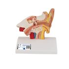 Schreibtischmodell des Ohrs, 1,5-fache Größe - 3B Smart Anatomy, 1000252 [E12], Hals, Nase und Ohrenmodelle