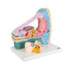 Organ of Corti Model with Representation in Cochlea, 1010005 [E14], Ear Models (Small)