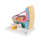 Organ of Corti Model with Representation in Cochlea, 1010005 [E14], Ear Models (Small)