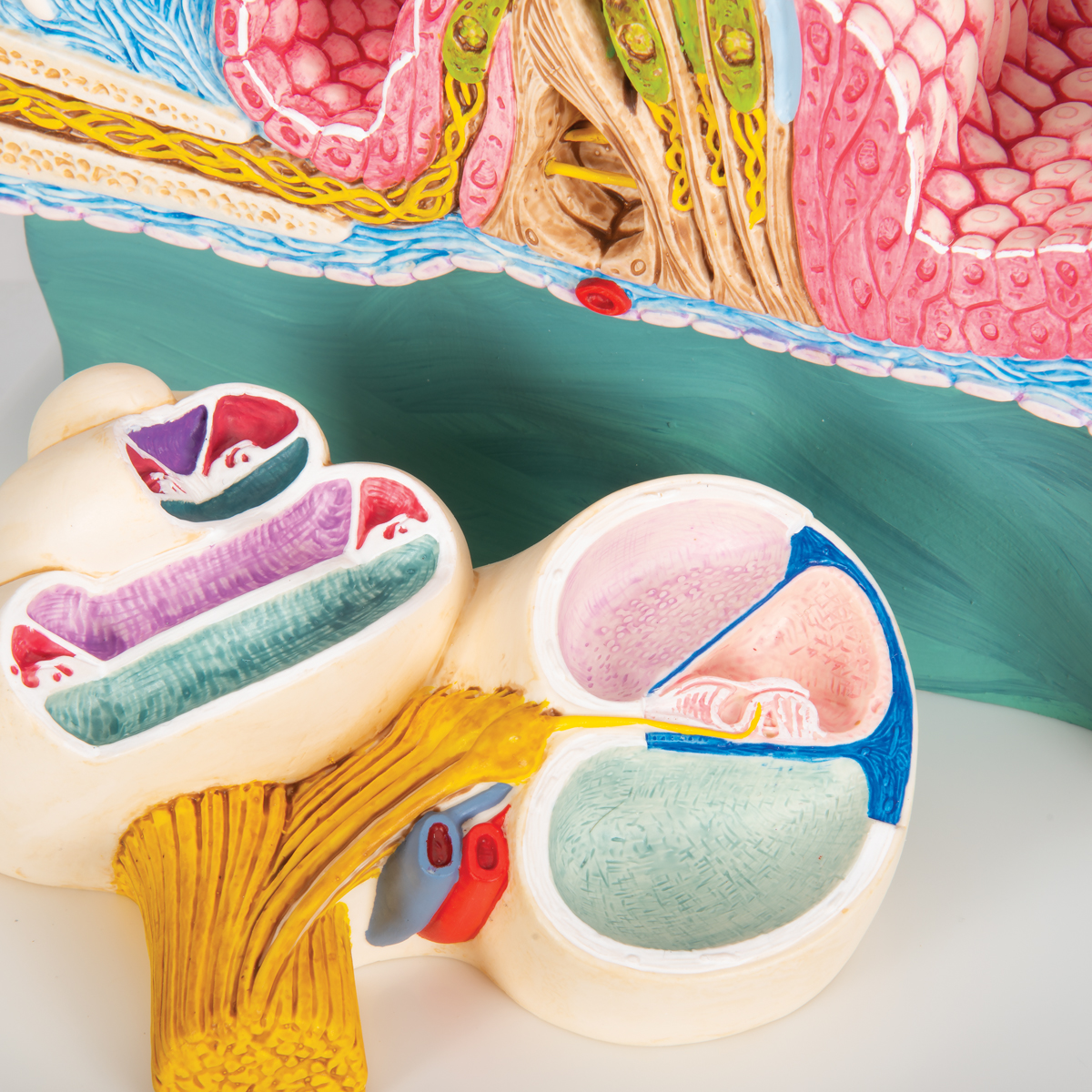 Organ of Corti Model with Representation in Cochlea - 3B Smart Anatomy ...