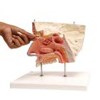 Human Nose Model with Paranasal Sinuses, 5 part, 1000254 [E20], Ear Models (Small)