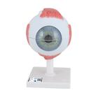 안구 모형 5배 확대 6파트  Human Eye Model, 5 times Full-Size, 6 part - 3B Smart Anatomy, 1000255 [F10], 눈 모형