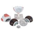 Human Eye Model, 5 times Full-Size, 6 part, 1000255 [F10], Eye Models (Small)