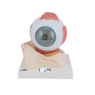안구 모형 Eye, 5 times full-size, 7 part - 3B Smart Anatomy, 1000256 [F11], 눈 모형