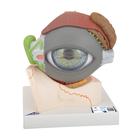 안구 모형 5배확대, 8파트 분리 Human Eye Model, 5 times full-size, 8 part - 3B Smart Anatomy, 1000257 [F12], 눈 모형