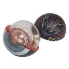 Human Eye Model,
3 times Full-Size, 6 part, 1000259 [F15], Eye Models (Small)