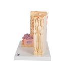 3B MICROanatomy Modell Auge, 1000260 [F16], Augenmodelle (Small)