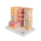 3B MICROanatomy Modell Auge, 1000260 [F16], Augenmodelle (Small)