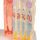 3B MICROanatomy Modell Auge, 1000260 [F16], Augenmodelle (Small)