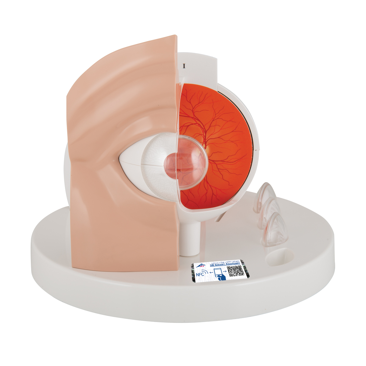 Pathological Eye | Human Eye Models | Eye Models