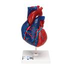 Modelo de coração humano em tamanho real, 5 partes, 1010007 [G01/1], Modelo de coração e circulação