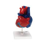 Modelo de coraz&oacute;n magn&eacute;tico, tama&ntilde;o real, 5 piezas, 1010007 [G01/1], Modelos de Coraz&oacute;n (Small)
