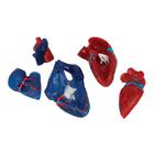 Life-Size Human Heart Model, 5 parts, 1010007 [G01/1], Human Heart Models (Small)