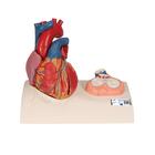 Herzmodell in Lebensgröße mit Systole auf Sockel, 5-teilig - 3B Smart Anatomy, 1010006 [G01], Herz- und Kreislaufmodelle