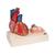 Life-Size Human Heart Model, 5 parts with Representation of Systole - 3B Smart Anatomy, 1010006 [G01], Human Heart Models (Small)