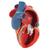 Life-Size Human Heart Model, 5 parts with Representation of Systole - 3B Smart Anatomy, 1010006 [G01], Szív és érrendszeri modellek (Small)