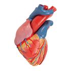 Modello di cuore magnetico, a grandezza naturale, 5 parti, 1010006 [G01], Modelli di Cuore e Apparato Circolatorio (Small)