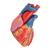 Gerçek Boyut İnsan Kalp Modeli, Sistol Temsili ile 5 Parça -  3B Smart Anatomy, 1010006 [G01], Kalp ve Dolaşım Modelleri (Small)
