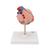 Classic Human Heart Model with Left Ventricular Hypertrophy (LVH), 2 part - 3B Smart Anatomy, 1000261 [G04], Human Heart Models (Small)