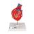 관상동맥 우회술 심장 모형 (2파트) Classic Human Heart Model with Bypass, 2 part - 3B Smart Anatomy, 1017837 [G05], 심장 및 순환기 모형 (Small)