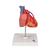 经典心脏搭桥模型，2部分 - 3B Smart Anatomy, 1017837 [G05], 心脏和循环系统模型 (Small)