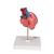 Cœur classique avec pontage, en 2 parties - 3B Smart Anatomy, 1017837 [G05], Modèles cœur et circulation (Small)