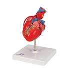 Classic Human Heart Model with Bypass, 2 part, 1017837 [G05], Human Heart Models (Small)