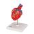 Classic Human Heart Model with Bypass, 2 part - 3B Smart Anatomy, 1017837 [G05], Human Heart Models (Small)