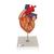 Модель сердца с шунтами, 2-кратное увеличение, 4 части - 3B Smart Anatomy, 1000263 [G06], Модели сердца и сосудистой системы (Small)