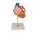 Модель сердца с шунтами, 2-кратное увеличение, 4 части - 3B Smart Anatomy, 1000263 [G06], Модели сердца и сосудистой системы (Small)