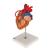Cœur avec pontage, agrandi 2 fois, en 4 parties - 3B Smart Anatomy, 1000263 [G06], Modèles cœur et circulation (Small)