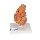 Классическая модель сердца с вилочковой железой, 3 части - 3B Smart Anatomy, 1000265 [G08/1], Модели сердца и сосудистой системы