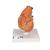Классическая модель сердца с вилочковой железой, 3 части - 3B Smart Anatomy, 1000265 [G08/1], Модели сердца и сосудистой системы (Small)