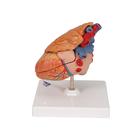 C&oelig;ur classique avec thymus, en 3 parties, 1000265 [G08/1], Mod&egrave;les c&oelig;ur et circulation (Small)