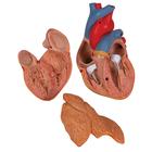 C&oelig;ur classique avec thymus, en 3 parties, 1000265 [G08/1], Mod&egrave;les c&oelig;ur et circulation (Small)