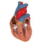 Cuore, modello classico, con timo, in 3 parti, 1000265 [G08/1], Modelli di Cuore e Apparato Circolatorio (Small)